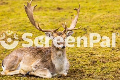 Fallow Deer In Outdoor